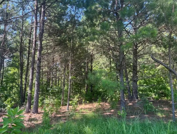 3 acres Land with beautiful trees for sale in San Augustine, TX - Land in San Augustine County - Image 3 of 7